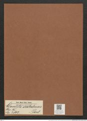 Clavicula szakalensis Pant. (de-Toni-Nr.: Genus 75, Species 2803) Zeichnungen Sammlung Grunow Mappe 02977 (Herbarium_W_Grunow_drawings_Folder_02977)